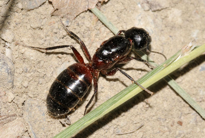 Femmina dealata di Camponotus cfr ligniperda